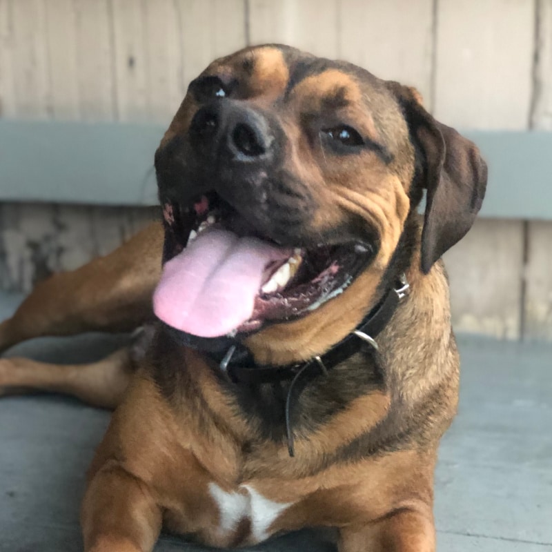 basic obedience training services