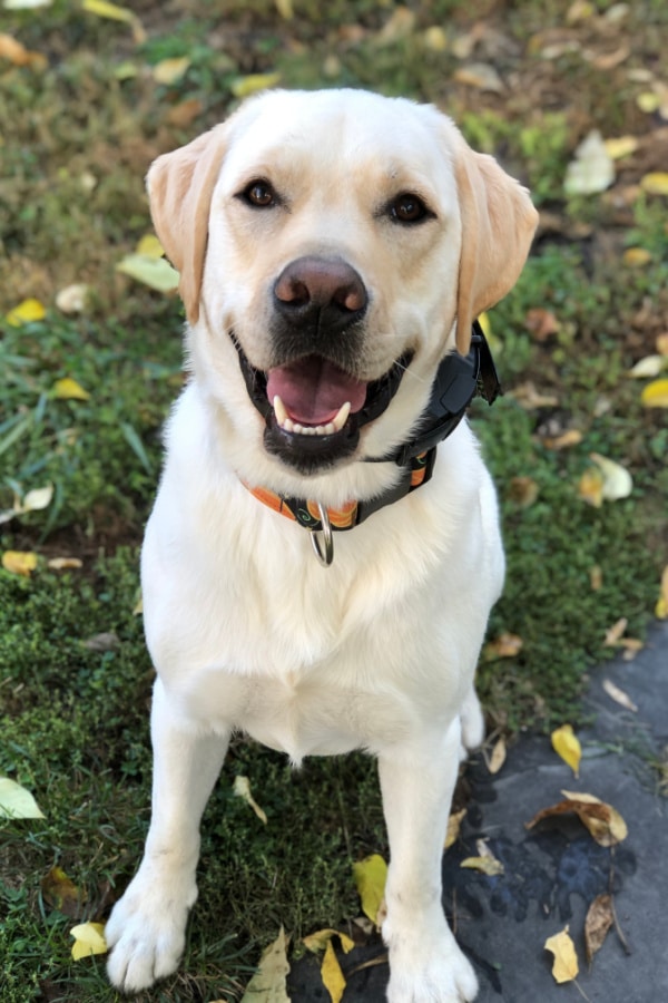 dog in training sitting on grass