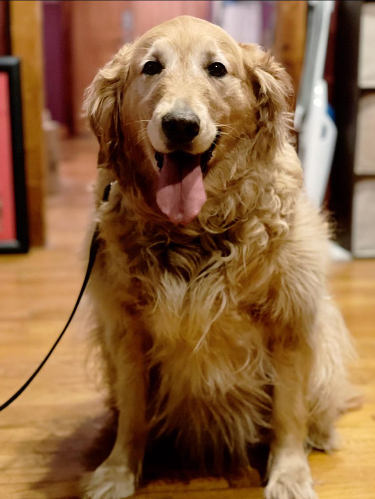 tan dog ready to adopt